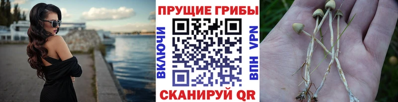 Псилоцибиновые грибы мухоморы  Полысаево 